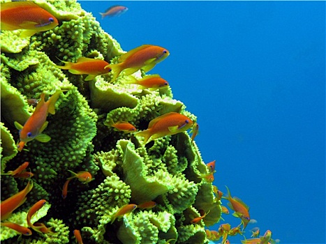 珊瑚礁,黄色,珊瑚,异域风情,鱼,红海