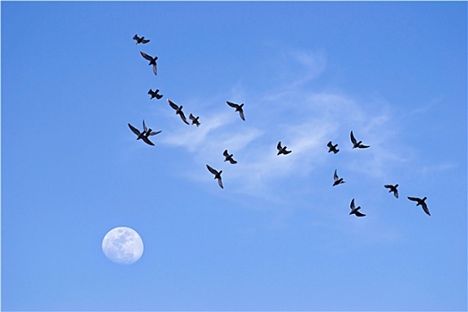 鸟,飞翔,月亮