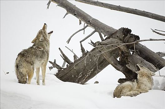 丛林狼,犬属,一对,黄石国家公园,怀俄明