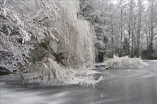 冬季风景,柳树,树,水,冰冻,湖,冰晶,黑森州,德国