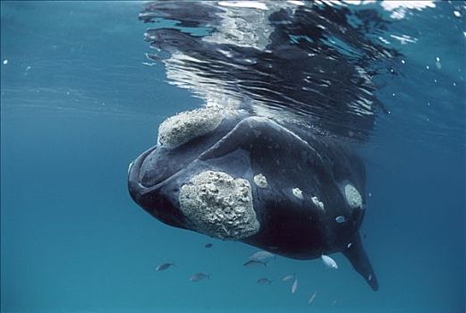 南露脊鲸,顶着,下巴,西澳大利亚
