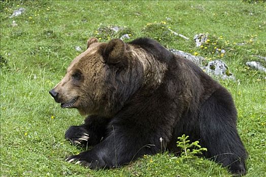 棕熊,高山牧场,提洛尔,奥地利