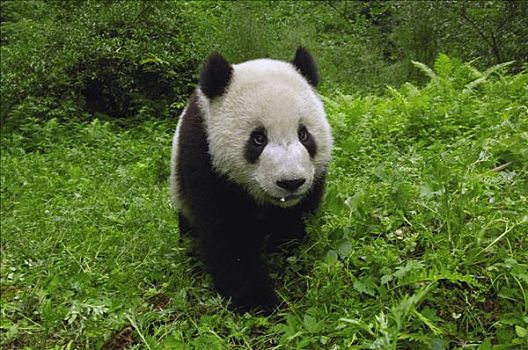 大熊猫,站立,卧龙,中国,研究中心,卧龙自然保护区,四川