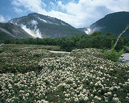 夏天,山,杜鹃花