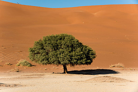 树,索苏维来地区,纳米比亚
