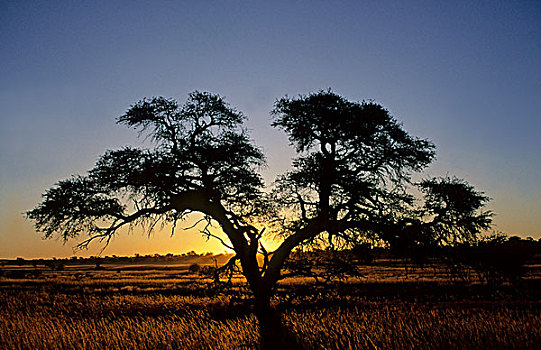 树,日落,卡拉哈里沙漠,卡拉哈迪大羚羊国家公园,南非