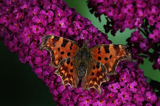 银纹多角蛱蝶,花,花园,英格兰,欧洲