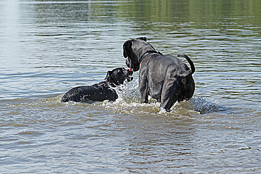 黑色,狗,玩,水