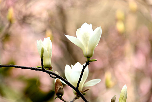 满园春色之玉兰花开