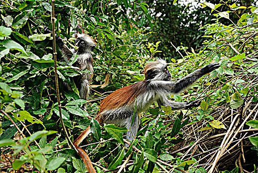 坦桑尼亚,桑给巴尔岛,国家公园,红色,疣猴属