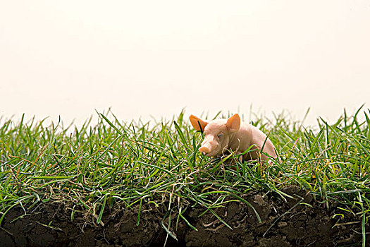 猪,草地
