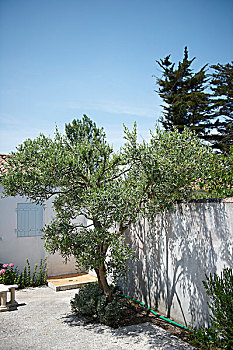 橄榄树,院落,房子,雷岛,法国