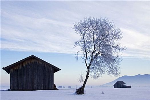 霜,巴伐利亚,山峦,阿尔卑斯山,白霜,树,科赫尔湖,上巴伐利亚,德国
