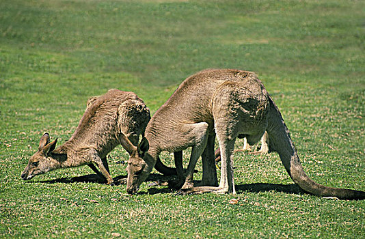 大灰袋鼠,灰袋鼠,成年,吃草,澳大利亚