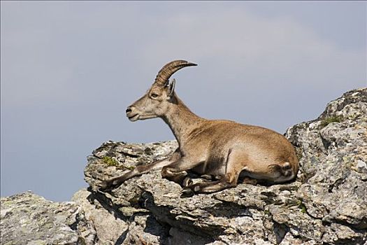 阿尔卑斯野山羊,羱羊,坐,石头,伯恩高地,瑞士