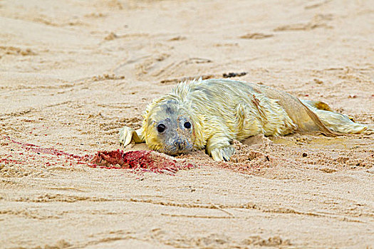 灰海豹,诞生,幼仔,休息,沙滩,诺福克,英格兰,英国,欧洲