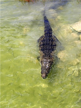 鳄鱼,湖,中美洲