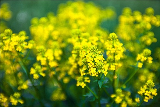 黄色,油菜籽,花,甘蓝型油菜