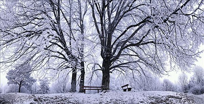 长椅,冬天,菩提树,树,艾希斯泰特,巴伐利亚,德国,欧洲