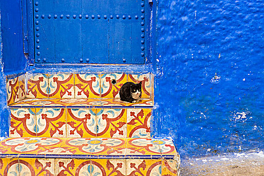 摩洛哥,舍夫沙万,沙温,小,狭窄,街道,涂绘,品种,鲜明,蓝色,彩色,楼梯