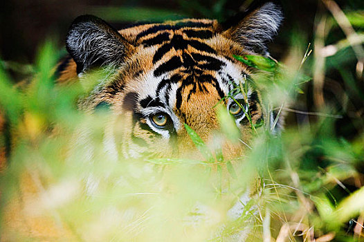 虎,班德哈维夫国家公园,中央邦,印度