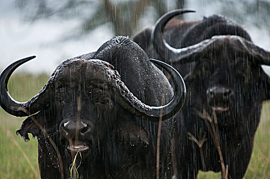两个,南非水牛,站立,雨,纳库鲁湖,肯尼亚