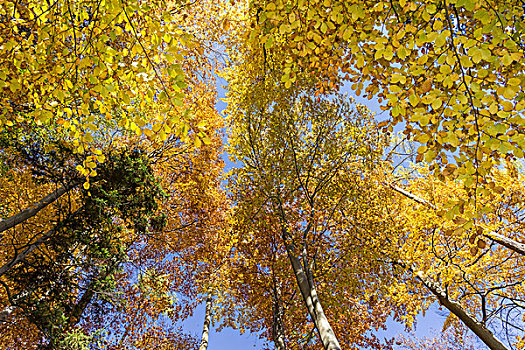 秋天,山毛榉,树林,下奥地利州,奥地利,欧洲