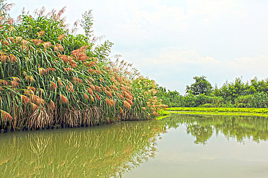 杭州,西溪,湿地,旅游,景点,水乡