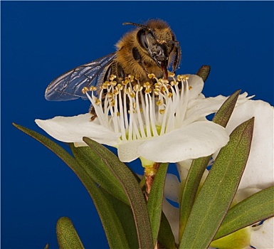 蜜蜂,授粉,花