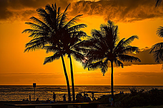 棕榈树,逆光,考艾岛,夏威夷,美国,北美