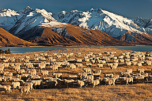 家羊,绵羊,成群,靠近,普卡基湖,后面,坎特伯雷,新西兰