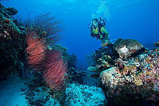 潜水,看,红海,鞭子,帕劳,大洋洲