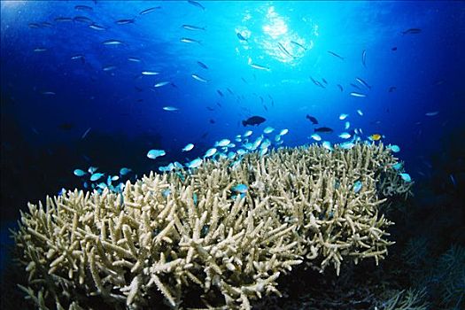 珊瑚礁,大堡礁,澳大利亚