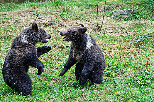 棕熊,幼兽,打闹,巴伐利亚,德国