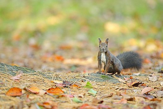 北海道松鼠,秋天