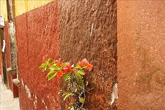 特写,植物,墙壁,墨西哥