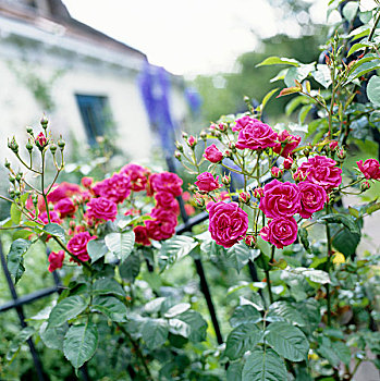 粉色,藤蔓玫瑰,花园栅栏