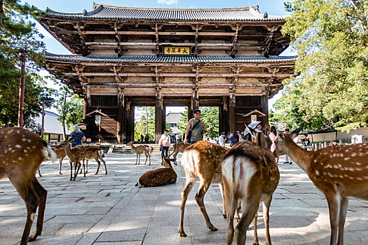 梅花鹿在东大寺南大门前出现