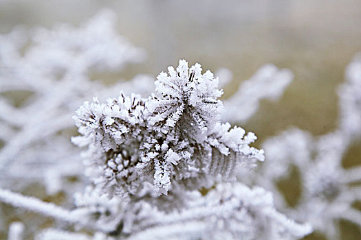 松枝雪挂