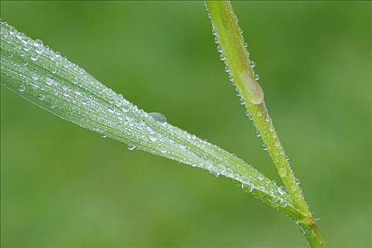 水滴,草地