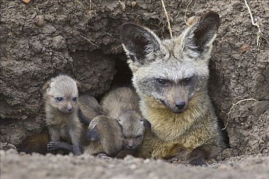 大耳狐,父母,白天,老,幼仔,巢穴,马赛马拉国家保护区,肯尼亚