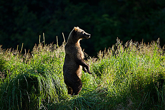 美国,阿拉斯加,卡特麦国家公园,大灰熊,棕熊,站立,高草,三文鱼,河流,靠近,湾,夏天,早晨