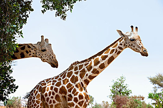 长颈鹿,独特,浅色,斑点,西非,西南方,尼日尔,牧群,濒危,西部,非洲