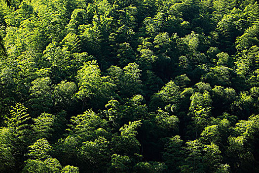 山,竹林,植被