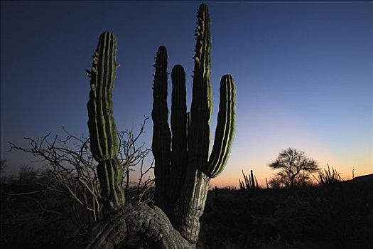 武伦柱,仙人掌,日落,埃尔比斯开诺生物圈保护区,墨西哥