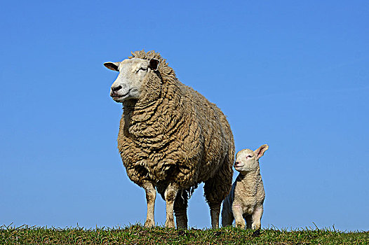 家羊,绵羊,母羊,羊羔,石荷州,德国,欧洲