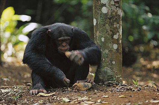 黑猩猩,类人猿,两个,石头,工具,裂缝,几内亚