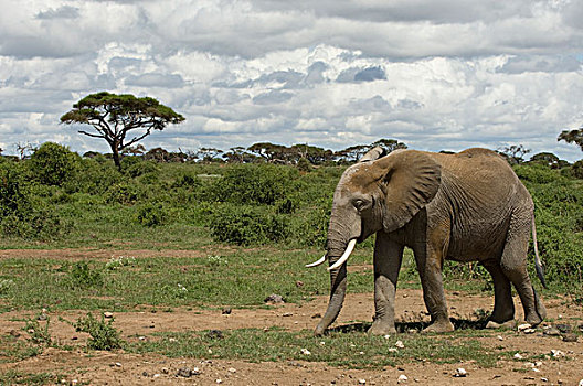 非洲,肯尼亚,安伯塞利国家公园,大象,走,乡村