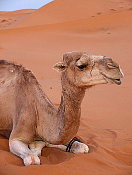 肖像,休息,单峰骆驼,阿拉伯,骆驼,沙子,沙丘,沙漠,靠近,梅如卡,摩洛哥,北非,非洲
