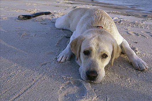 特写,狗,放松,海滩